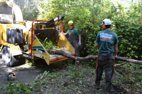 tree services Reinbeck